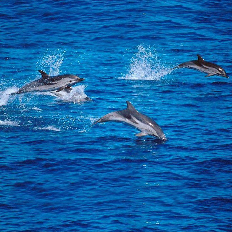 Delfini Arcipelago Toscano - Veleggiare